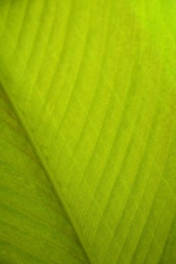 Ayrıntıları kapat yeşil yapraklar desen arkaplan, seçici odak.