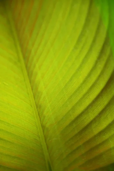 Закрыть Детали Природа Зеленые Листья Текстуры Фон Селективный Фокус — стоковое фото