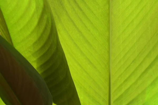 Primer Plano Detalle Naturaleza Verde Hojas Textura Patrón Fondo Enfoque — Foto de Stock