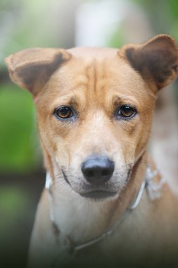 Tatlı Tayland köpeğinin yüzünü kapat..