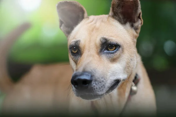 Close Face Thai Dog — Stock Photo, Image
