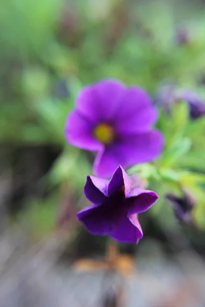 iki puple çiçek tomurcukları