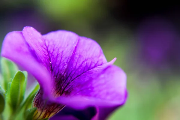 Pequena Flor Roxa Violeta — Fotografia de Stock