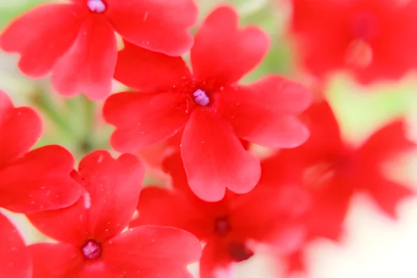 Minúsculas Flores Pétalo Rojo — Foto de Stock