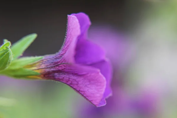 Seitenansicht Einer Lila Blütenknospe — Stockfoto