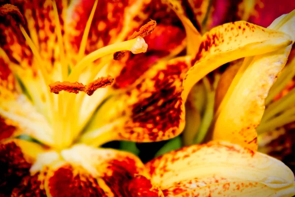 bir kaplan lilly pistil