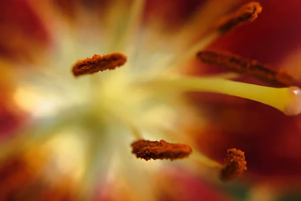 bir kaplan lilly pistil