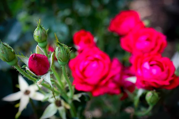 Rosenknospe Umgeben Von Blühenden Rosen — Stockfoto
