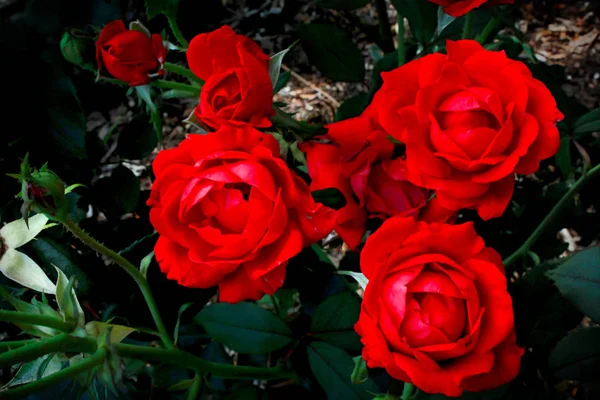 Вибити Троянди Кущі — стокове фото