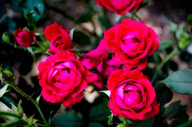 bir çalı üzerinde kırmızı gül bir demet