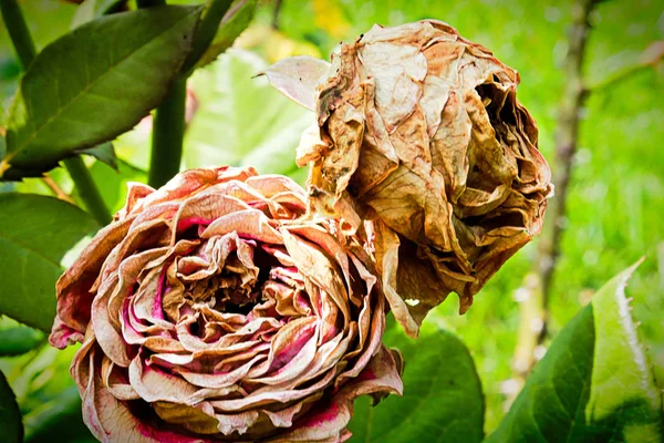 Tote Schlagen Rosen Auf Busch — Stockfoto