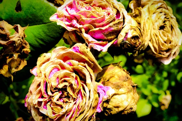 Tote Schlagen Rosen Auf Busch — Stockfoto