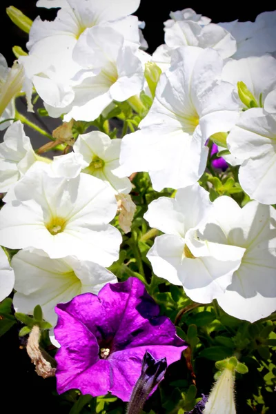 Flores Geranio Blanco Púrpura — Foto de Stock