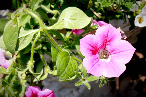 Маленький Розовый Ползучий Цветок — стоковое фото