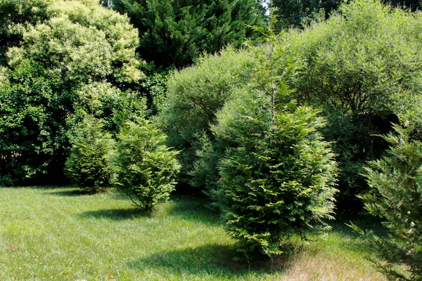 Landscape Evergreen Trees Stock Photo