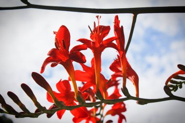 kırmızı crocosmiflora bakarak