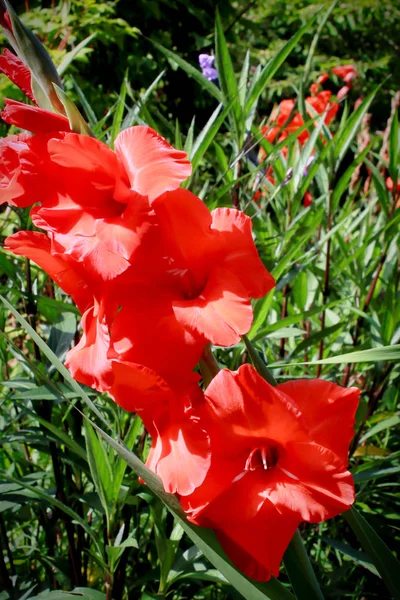 turuncu gladiolus yakın
