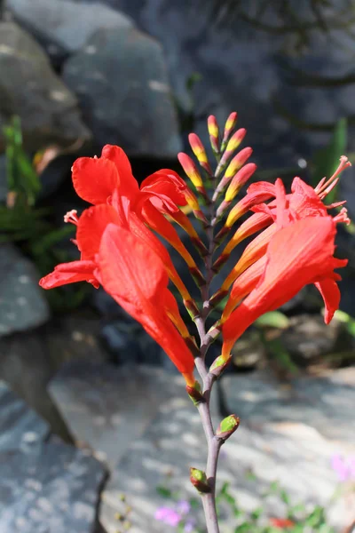 kırmızı crocosmiflora kılıç şekil çiçek