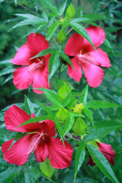 Racimo Hibiscus Rojo — Foto de Stock