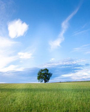 Yeşil çimen tarlasının tepesinde yalnız bir ağaç, parlak mavi bir gökyüzüne karşı kurulmuş, gökyüzündeki bazı beyaz bulutlar duyguyu arttırmak için.