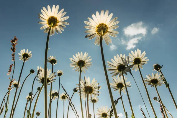 太陽の光でデイジーの花の詳細 春の花が終わります春の牧草地で素晴らしい素晴らしいデイジー 春のぼやけた背景 迫り来る白いデイジー選択的フォーカス ロマンチックな明るい壁紙 — ストック写真