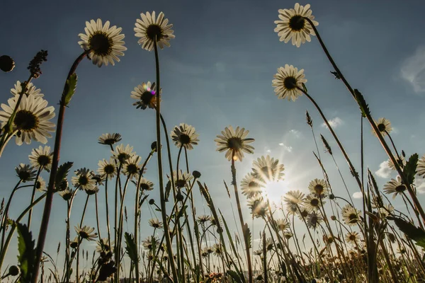 Szczegóły Stokrotki Kwiaty Promieni Słonecznych Wiosenny Kwiat Zamyka Wspaniałe Bajeczne — Zdjęcie stockowe