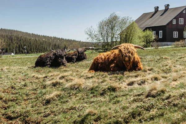 Close Highland Cattle Field Highland Cow Pasture Looking Camera Rural — Stock Photo, Image