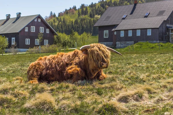 Close up of highland cattle in field.Highland Cow in a pasture looking at the camera rural house in the background.Hairy yak in the Czech mountains enjoys sunny day.Horned red-haired bull in a meadow.