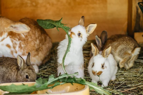 Un grupo de conejos domésticos sentados sobre paja en un hutch.Little conejos comiendo grass.New animales nacidos esperando feeding.Funny adorable bebé conejos pidiendo food.Cute conejito de cerca . —  Fotos de Stock