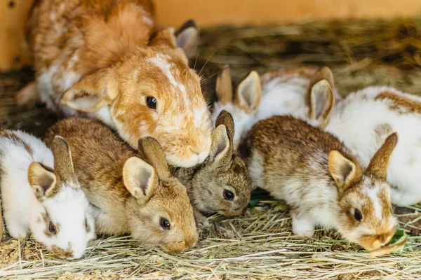 A group of domestic rabbits sitting on straw in a hutch.Little rabbits eating grass.New born animals waiting for feeding.Funny adorable baby rabbits asking for food.Cute bunny close up. — Stockfoto