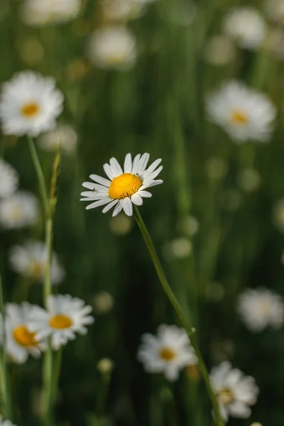 デイジーの花の詳細。春の花が終わります春の牧草地で素晴らしい素晴らしいデイジー。春のぼやけた背景.迫り来る白いデイジー選択的フォーカス.ロマンチックな明るい壁紙 — ストック写真