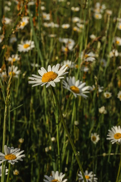 Detalhe das flores da margarida. Flor de primavera perto up.Wonderful margaridas fabulosas em um prado na primavera. Primavera fundo borrado .Blooming branco margarida seletiva focus.Romantic brilhante papel de parede — Fotografia de Stock