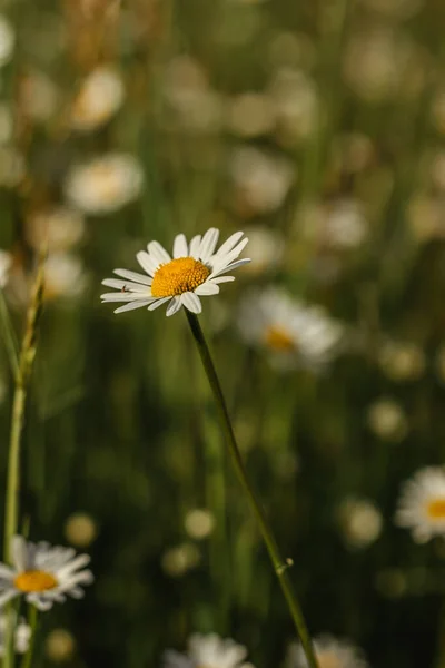 デイジーの花の詳細。春の花が終わります春の牧草地で素晴らしい素晴らしいデイジー。春のぼやけた背景.迫り来る白いデイジー選択的フォーカス.ロマンチックな明るい壁紙 — ストック写真