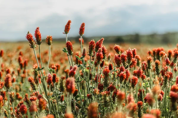 Pole Kwitnącej Czerwonej Koniczyny Trifolium Pratense Zbliżenie Wiosna Krajobraz Wiejski — Zdjęcie stockowe