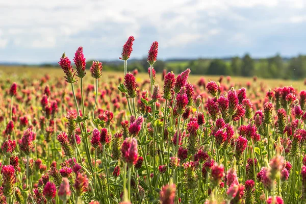 Çiçek açan kırmızı yonca trifolium pratense alanı. Bahar kırsal arazisi. Çiçek açan çayır seçici odak noktası. Mavi gökyüzüne karşı mor kır çiçekleri. Renkli doğal arka plan..