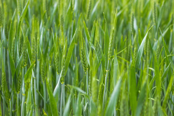 Green Wheat Field Close Spring Countryside Scenery Beautiful Nature Landscape — 图库照片