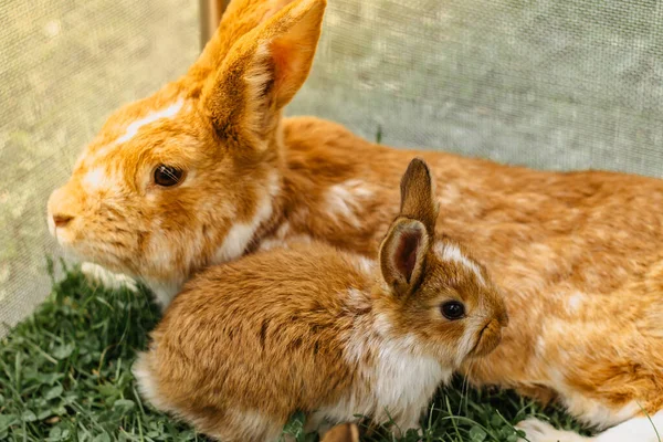 庭に座っている国内のウサギのグループ ママが草を食べている小さなウサギ 新生児の動物や両親 — ストック写真