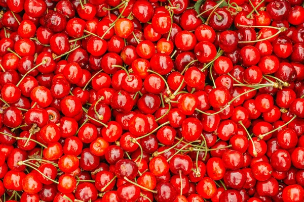 Close Pile Ripe Cherries Stalks Leaves Large Collection Fresh Red — Stock Photo, Image