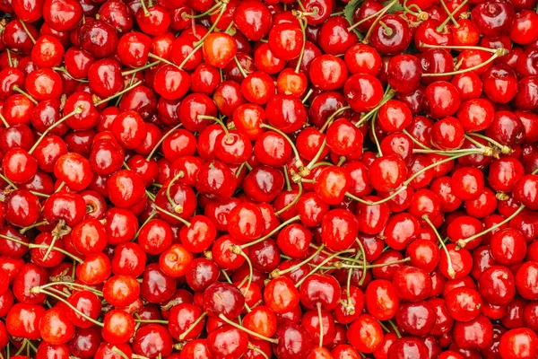 Primer Plano Pila Cerezas Maduras Con Tallos Hojas Gran Colección — Foto de Stock