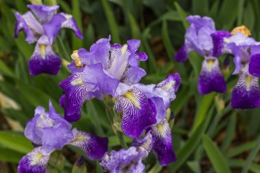 Mor ve mor süsen çiçekleri yeşil bahçenin arka planına yakınlaşır. Çiçek açan zambak ayrıntıları. Güzel zambaklar eşliğinde doğal bir arka plan.