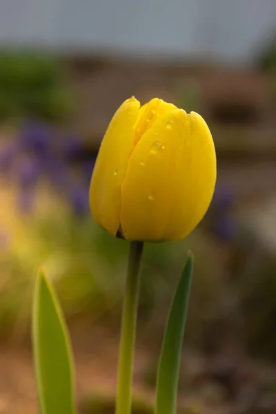 园中的黄色郁金香 柔和的选择焦点 郁金香闭合 色彩艳丽的郁金香照片背景 春天的花朵背景模糊 心情平静 带雨滴的花 文字空间 — 图库照片