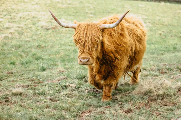 Close up of highland cattle in field.Highland Cow in a pasture looking at the camera.Hairy yak in the Czech mountains enjoys sunny day.Horned red-haired bull in a meadow.