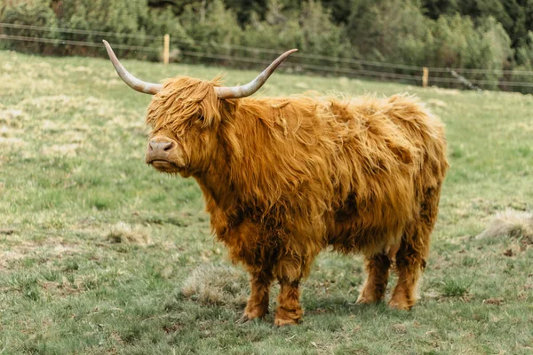 Close up of highland cattle in field.Highland Cow in a pasture looking at the camera.Hairy yak in the Czech mountains enjoys sunny day.Horned red-haired bull in a meadow.