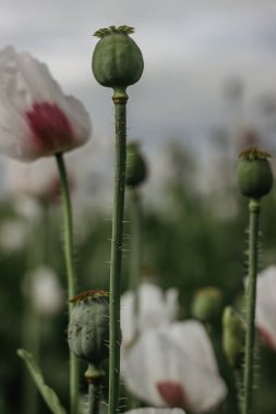 Olgunlaşmamış beyaz gelincik kafası ve çiçek tarlası ayrıntıları. Yazın haşhaş kapsülleri bulanık arkaplan. Tarım sahnesi. Afyon haşhaş tohumu başları kapanır. Doğal renkli duvar kağıdı..