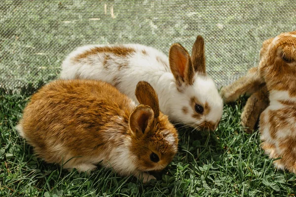 A group of domestic rabbits sitting on straw in a hutch.Little rabbits with mum eating grass.Newborn animals and parents.Funny adorable baby rabbits asking for food.Cute bunny close up.