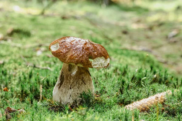 Champignon comestible coupé dans les bois. Champignon bolet edilus poussant dans la mousse verte. Scène de champignons de la forêt d'automne.Alimentation végétarienne.Produit naturel savoureux.Temps pour le champignon et les activités de plein air — Photo