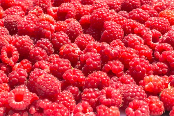 Detalle de frambuesas frescas y dulces.Las bayas se cierran.Fondo de fruta de frambuesa. Hermosa selección de frambuesas jugosas rojas maduras recién recogidas. Foto macro de frutas. Deliciosa comida con vitaminas. — Foto de Stock