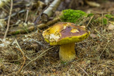 Ormanda kesilmiş mantarlar. Yeşil yosun içinde büyüyen mantar boletus edilus. Sonbahar orman mantarları manzarası. Vejetaryen diyet yiyecekler. Lezzetli doğal ürünler.
