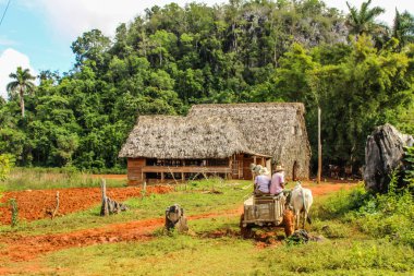 Arka planda kulübe, boğa ve palmiyeler, Vinales vadisi, Pinar Del Rio, Küba. Boğaya binen iki çiftçi. Vinales manzarası, popüler Küba turizm beldesi. Kübalı çiftçi tarlaları sürüyor.