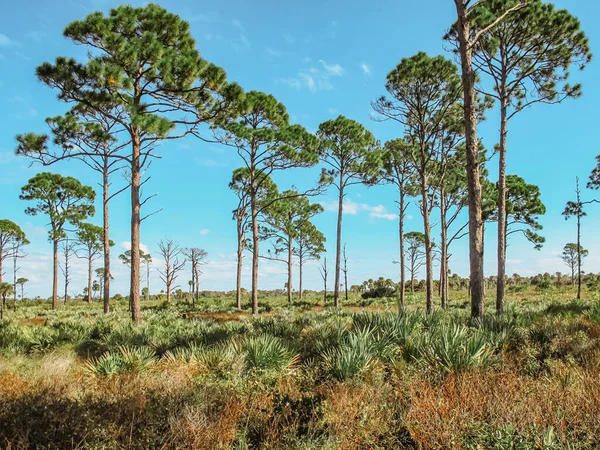 Πευκοδάσος Μια Ηλιόλουστη Μέρα Florida State Parks Ηπα Φυσικό Τοπίο — Φωτογραφία Αρχείου